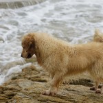 Dog At Quiberon Beach